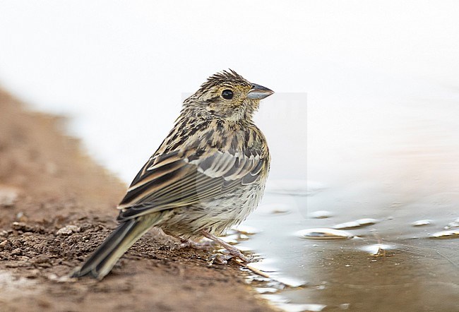 Juvenile Cirl Bunting (Emberiza cirlus) at Spanish drinking station during summer. stock-image by Agami/Marc Guyt,