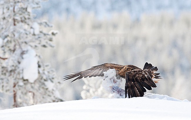 Steenarend plukkend van prooi; Golden Eagle eating from prey stock-image by Agami/Marc Guyt,