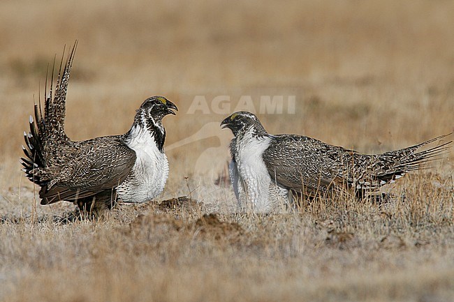 Adult males
Mono Co., CA
March 2007 stock-image by Agami/Brian E Small,