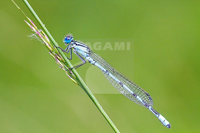 Watersnuffel; Common Blue Damselfly stock-image by Agami/Menno van Duijn,