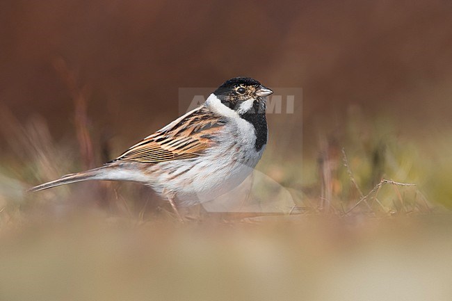 Male European Reed Bunting (Emberiza schoeniclus) perched on the ground stock-image by Agami/Daniele Occhiato,