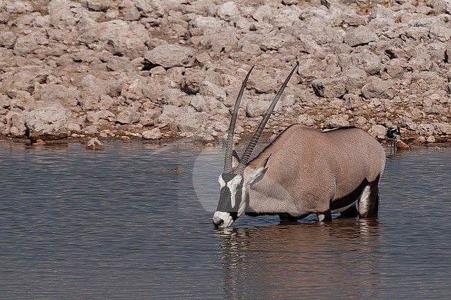 A gemsbok stands in a waterhole and drinks. Etosha National Park, Namibia. stock-image by Agami/Sergio Pitamitz,