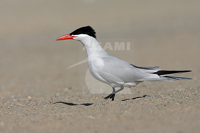 Adult breeding
Los Angeles Co., CA
March 2009 stock-image by Agami/Brian E Small,