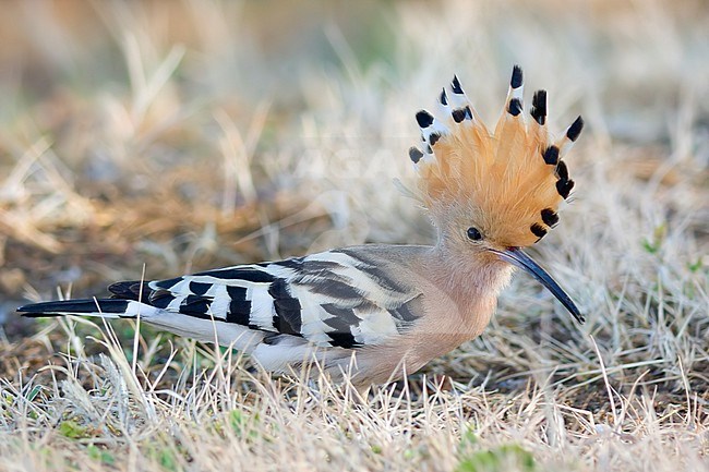 Common Hoopoe - Wiedehopf - Upupa epops ssp. epops, Turkey, adult stock-image by Agami/Ralph Martin,