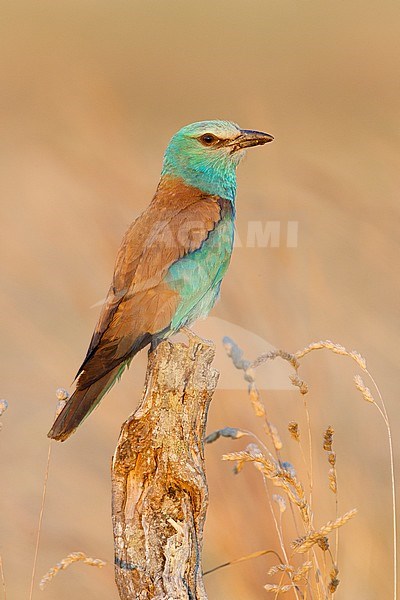 European Roller (Coracias garrulus), side view of an adult female perched on a dead trunk, Campania, Italy stock-image by Agami/Saverio Gatto,