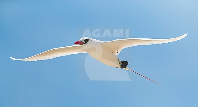 Red-tailed Tropicbird (Phaethon rubric) on Nosy Ve island off west coast of Madagascar. stock-image by Agami/Marc Guyt,