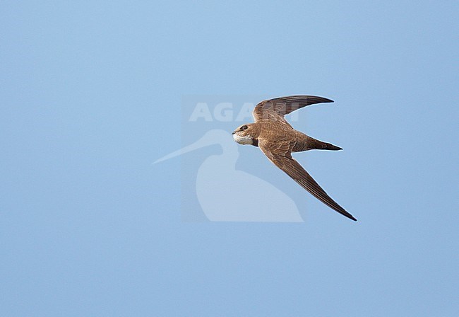 Alpine Swift (Apus melba) in flight in Germany. stock-image by Agami/Ran Schols,