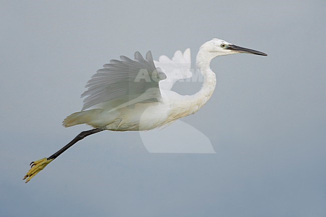 Kleine Zilverreiger in de vlucht; Little Egret in flight stock-image by Agami/Daniele Occhiato,