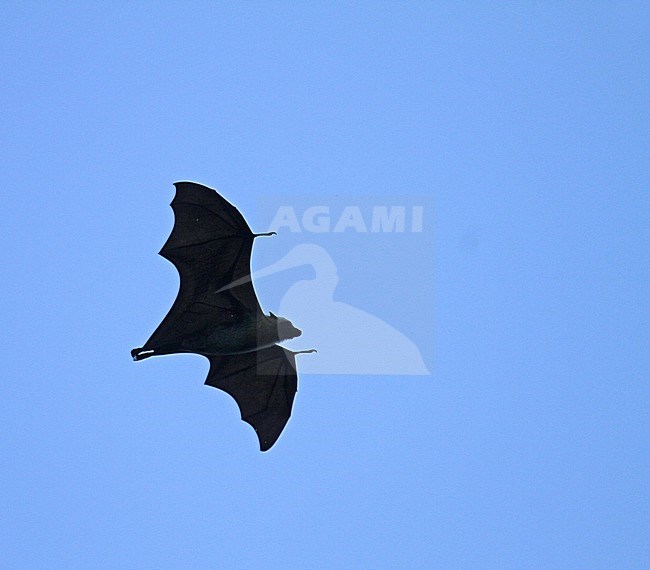 Seychelles fruit bat (Pteropus seychellensis) in flight during dusk. stock-image by Agami/Pete Morris,