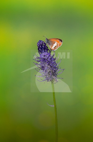 Tweekleurig hooibeestje op zwartblauwe rapunzel, Pearly Heath on black rampion stock-image by Agami/Wil Leurs,