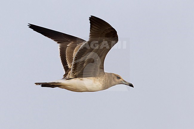 Juveniele Hemprichs Meeuw in de vlucht; Juvenile Sooty Gull in flight stock-image by Agami/Daniele Occhiato,