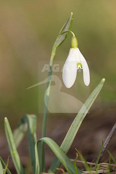 Bloeiend Sneeuwklokje, Flowering Common Snowdrop stock-image by Agami/Theo Douma,