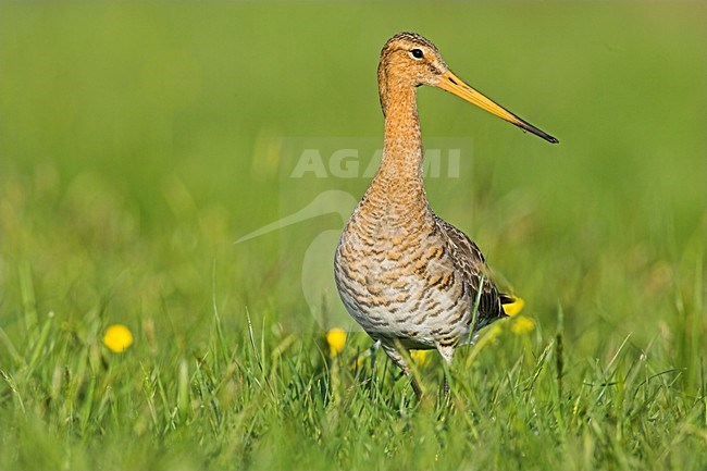 Adulte Grutto in weiland, Black-tailed Godwit adult in meadow stock-image by Agami/Menno van Duijn,