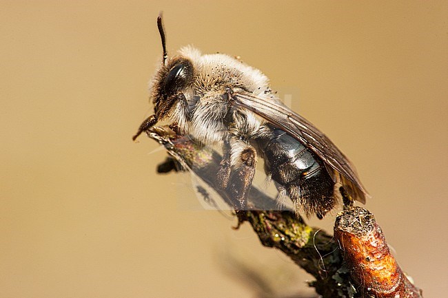 Grijze Zandbij, Andrena vaga stock-image by Agami/Wil Leurs,