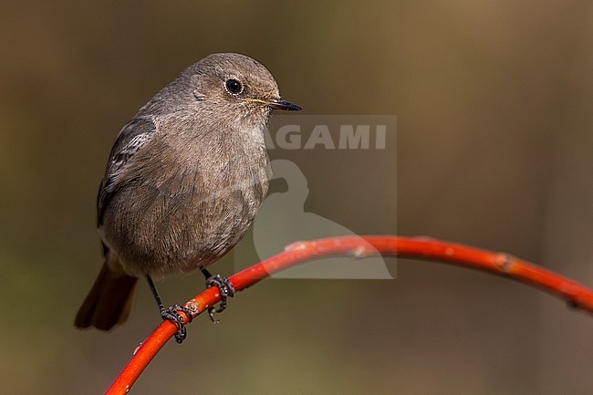 Vrouwtje Zwarte Roodstaart, Female Black Redstart stock-image by Agami/Daniele Occhiato,