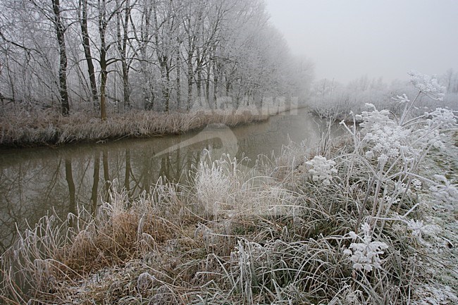 Wintry landscape Biesbosch Netherlands, Winters landschap Biesbosch Nederland stock-image by Agami/Jacques van der Neut,