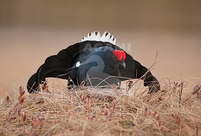 Mannetje Korhoen baltsend; Male Black Grouse displaying stock-image by Agami/Han Bouwmeester,