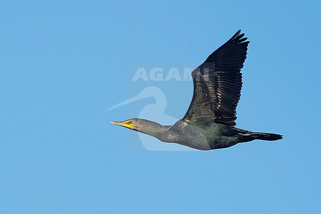 Adult Double-crested Cormorant (Phalacrocorax auritus) in flight.
Orange Co., California.
February 2018 stock-image by Agami/Brian E Small,