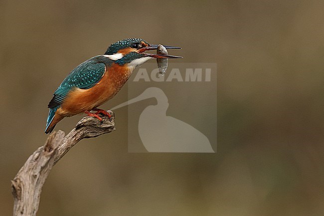 Juvenile or female Common Kingfischer (Alcedo atthis) perching on a branch carrying a small fish stock-image by Agami/Mathias Putze,