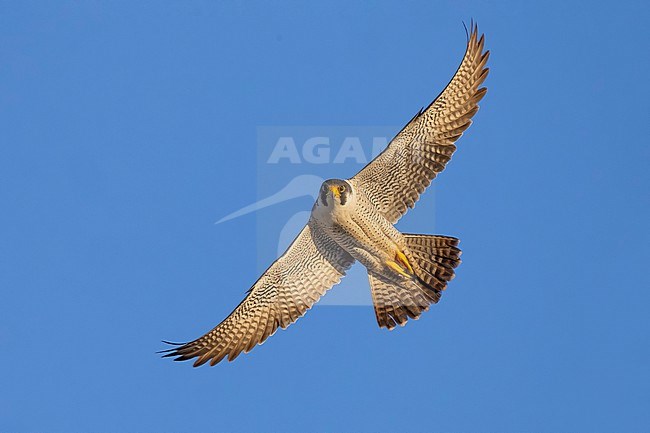 Adult Peregrine, Falco peregrinus, in flight in Norway. stock-image by Agami/Daniele Occhiato,