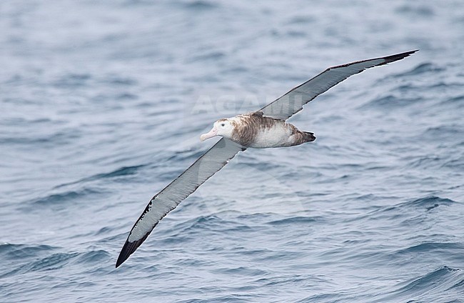 Antipodean albatross (Diomedea antipodensis) flying over the New Zealand subantarctic Pacific Ocean. stock-image by Agami/Marc Guyt,