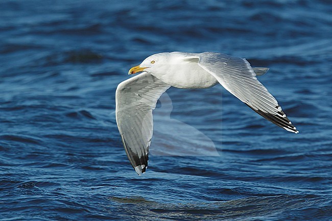 Adult American Herring Gull (Larus smithsonianus) in flight
Ocean Co., N.J.
March 2017 stock-image by Agami/Brian E Small,