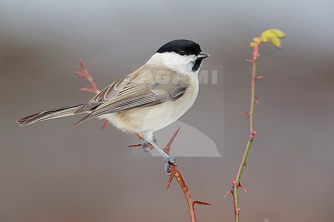 Marsh Tit (Poecile palustris italicus), side view of an adult perched on a branch, Campania, Italy stock-image by Agami/Saverio Gatto,