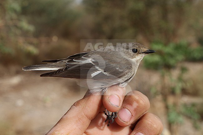 Female Semicollared Flycatcher (Ficedula semitorquata) caught in Eilat, Israel, during spring migration. stock-image by Agami/Christian Brinkman,