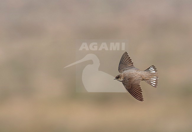 Pale Crag Martin (Ptyonoprogne obsoleta) in flight during spring in Israel. stock-image by Agami/Marc Guyt,