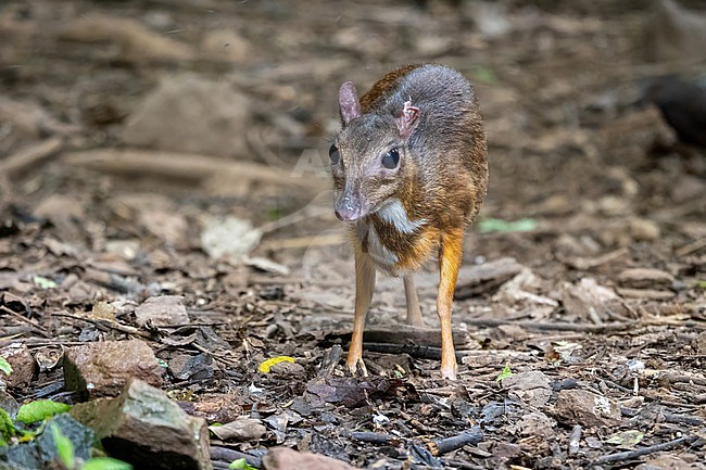 Mouse deer, Tragulus kanchil stock-image by Agami/Hans Germeraad,