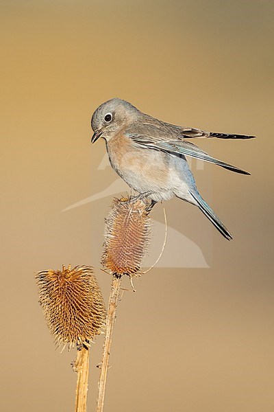 Adult female
Santa Barbara Co., CA
November 2022 stock-image by Agami/Brian E Small,