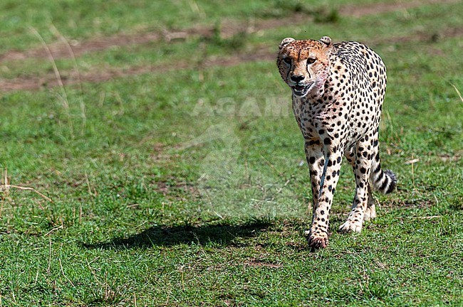 Portrait of a cheetah, Acinonyx jubatus. Masai Mara National Reserve, Kenya. stock-image by Agami/Sergio Pitamitz,