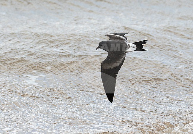 Leach's Storm Petrel (Hydrobates leucorhoa) flying over an English beach during a severe storm stock-image by Agami/Pete Morris,