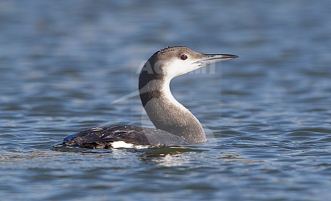 Adult Arctic Loon (Gavia arctica) in winter plumage swimming in the San Simeon Creek in California, USA. stock-image by Agami/Brian Sullivan,