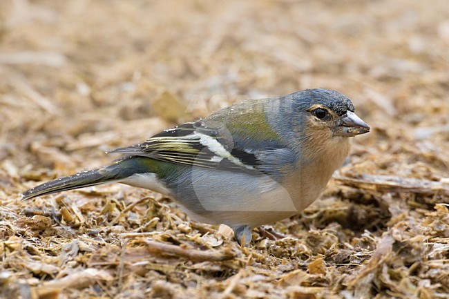 Mannetje Azorenvink; Male Azores Chaffinch stock-image by Agami/Daniele Occhiato,