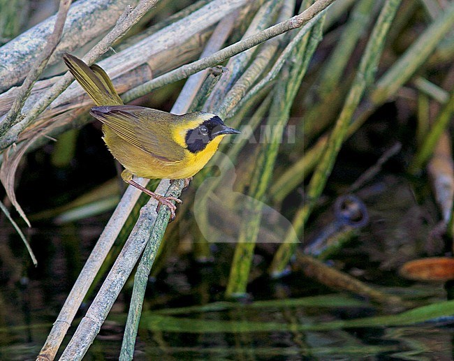 Sterk bedreigde Beldings Maskerzanger; Belding's Yellowthroat, endemic to southern Baja California and drastically affected by habitat loss. stock-image by Agami/Pete Morris,