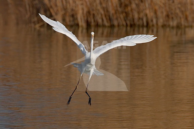 Grote Zilverreiger in de vlucht; Great Egret in flight stock-image by Agami/Daniele Occhiato,