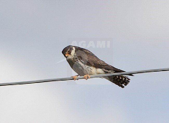 Vrouwtje Amoervalk zittend op een draad; Female Amur Falcon (Falco amurensis) perched on a wire stock-image by Agami/James Eaton,