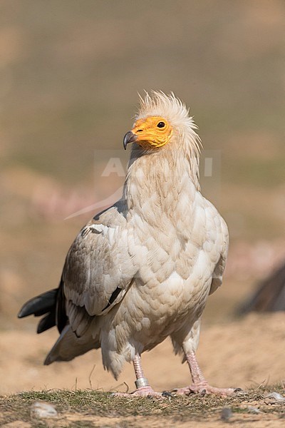 Egyptian Vulture (Neophron percnopterus) in Extremadura, Spain. stock-image by Agami/Marc Guyt,