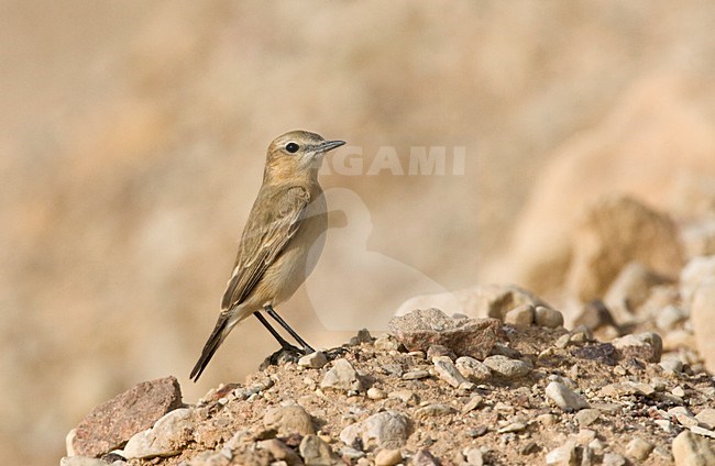 Izabeltapuit, Isabelline Wheatear, Oenanthe isabellina stock-image by Agami/Marc Guyt,