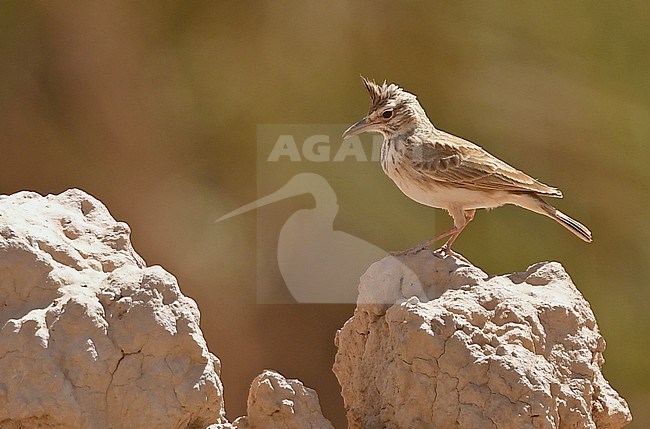 Maghreb Lark (Galerida macrorhyncha) is sometimes considered a subspecies of Crested Lark (Galerida cristata) stock-image by Agami/Eduard Sangster,