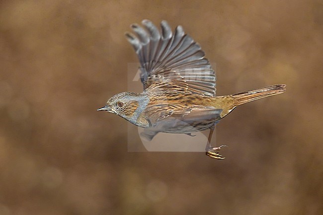 Dunnock (Prunella modularis) in flight against brown colored natural background. stock-image by Agami/Daniele Occhiato,