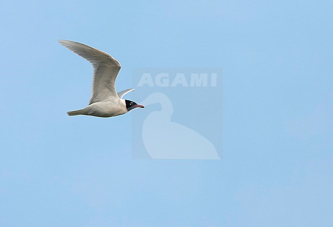 Adult Mediterranean Gull (Ichthyaetus melanocephalus) in breeding plumage in flight in the Netherlands. stock-image by Agami/Marc Guyt,