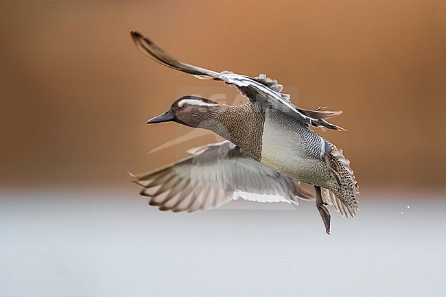 Male Garganey male in flight. stock-image by Agami/Daniele Occhiato,