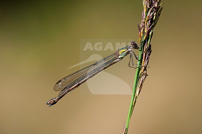 Vrouwtje Houtpantserjuffer, Female Lestes viridis stock-image by Agami/Wil Leurs,