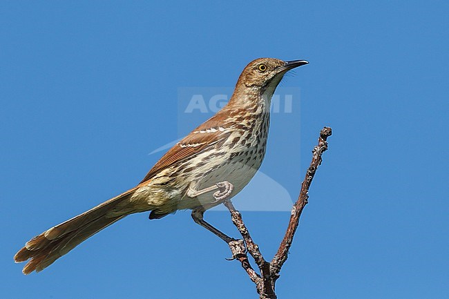 Adult
Galveston Co., TX
April 2012 stock-image by Agami/Brian E Small,