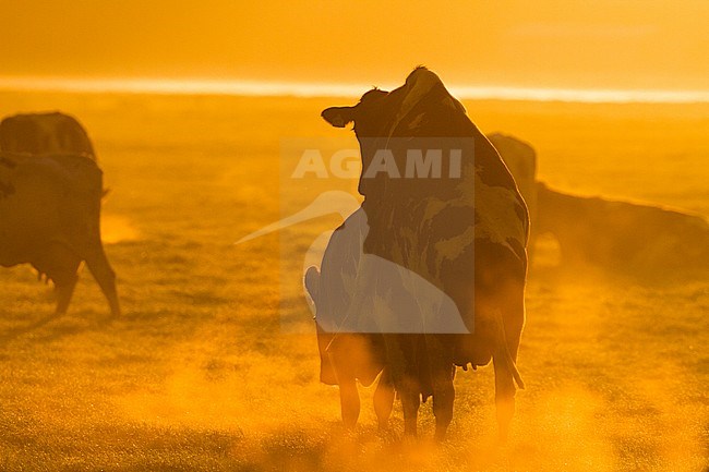 Koeien in een weiland; Domestic cows in a meadow stock-image by Agami/Menno van Duijn,