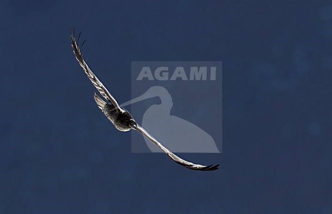 Raaf in vlucht, Common Raven in flight stock-image by Agami/Markus Varesvuo,