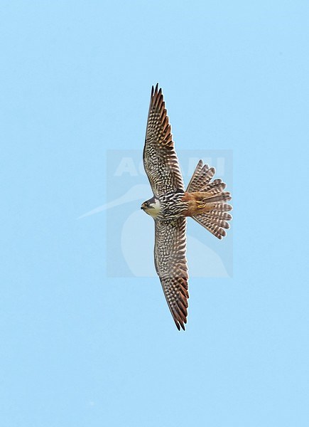 Boomvalk, Eurasian Hobby, Falco subbuteo stock-image by Agami/Tomi Muukkonen,