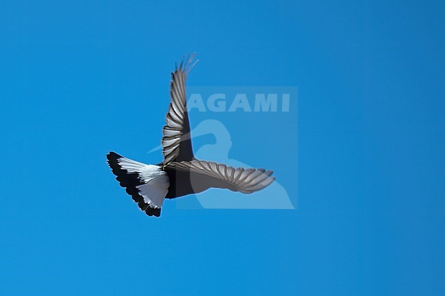 Black Wheatear (Oenanthe leucura), bird seen from behind showing back and tail pattern in flight against blue sky. stock-image by Agami/Kari Eischer,